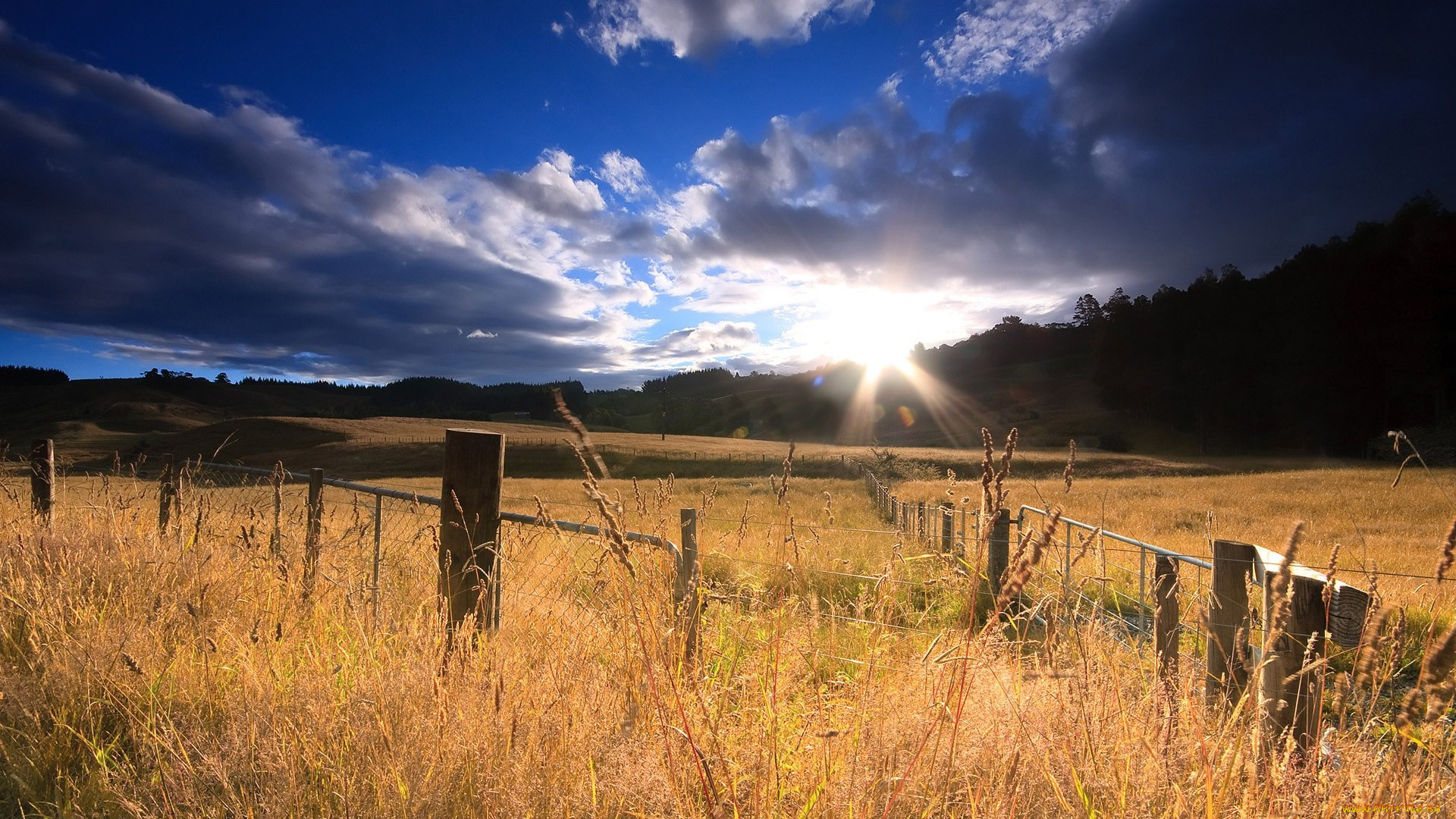 field, of, gold, in, the, sun, , , , , , 